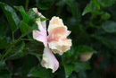 Les fleurs de Polynesie - Copyright : See Otherwise 2012 - 2026