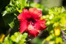 3L9A2578.jpg Les fleurs de Polynesie - Copyright : See Otherwise 2012 - 2024
