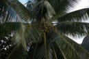 Les fleurs de Polynesie - Copyright : See Otherwise 2012 - 2024