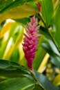 Les fleurs de Polynesie - Copyright : See Otherwise 2012 - 2024