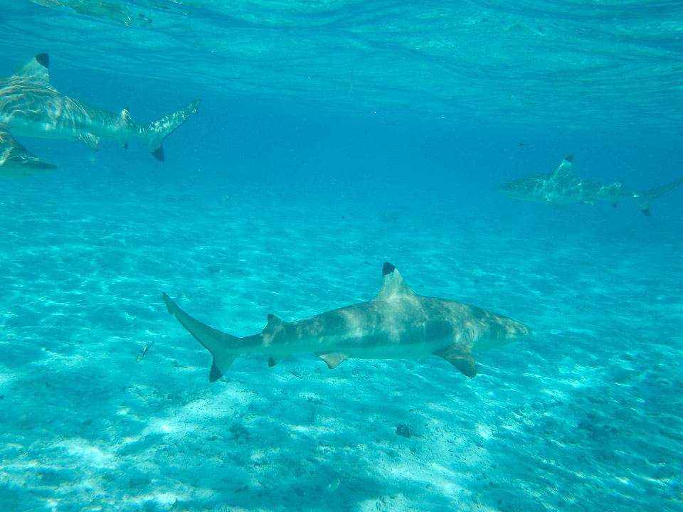 IMGP1212.jpg Sous l eau - Bora Bora - Copyright : See Otherwise 2012 - 2024