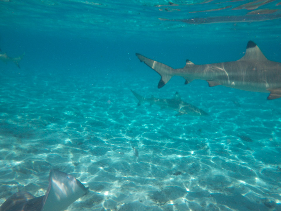 IMGP1222.jpg Sous l eau - Bora Bora - Copyright : See Otherwise 2012 - 2024