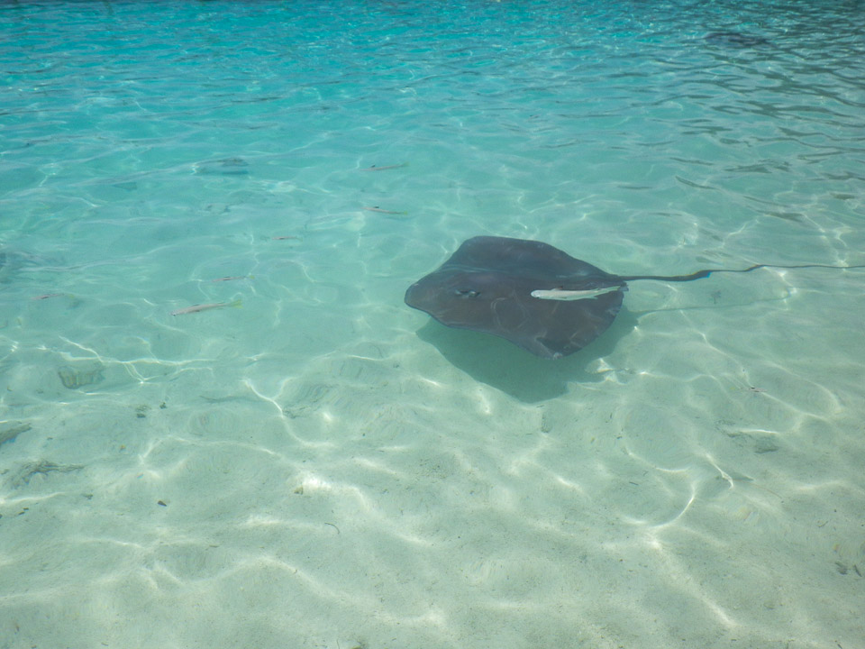 IMGP1278.jpg Sous l eau - Bora Bora - Copyright : See Otherwise 2012 - 2024