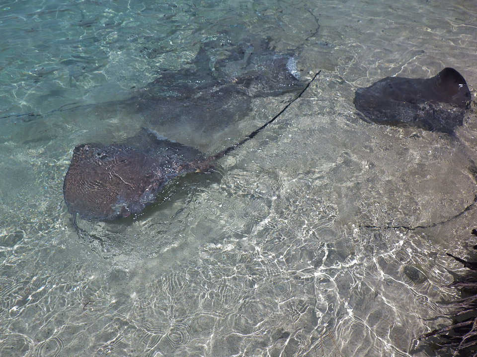 IMGP1280.jpg Sous l eau - Bora Bora - Copyright : See Otherwise 2012 - 2024