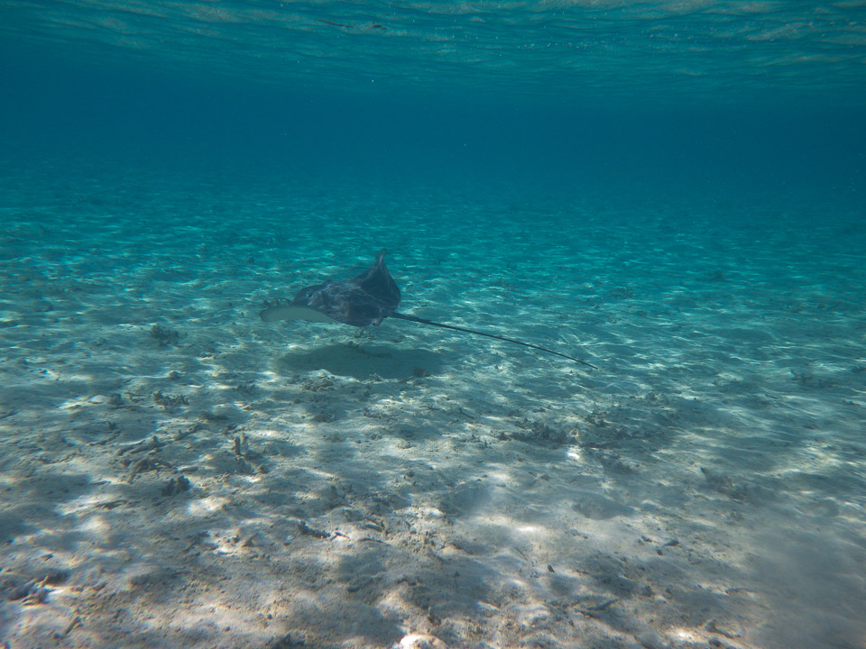 IMGP1335.jpg Sous l eau - Bora Bora - Copyright : See Otherwise 2012 - 2024