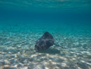 Sous l eau - Bora Bora - Copyright : See Otherwise 2012 - 2026