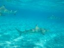 Sous l eau - Bora Bora - Copyright : See Otherwise 2012 - 2024