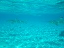 Sous l eau - Bora Bora - Copyright : See Otherwise 2012 - 2024