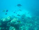 Sous l eau - Bora Bora - Copyright : See Otherwise 2012 - 2024