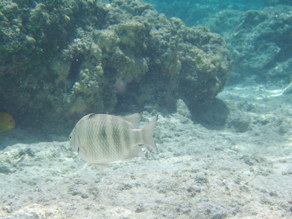 IMGP0370.jpg Sous l eau - Huahine - Copyright : See Otherwise 2012 - 2024