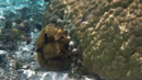 Sous l eau - Huahine - Copyright : See Otherwise 2012 - 2025