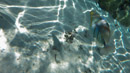 IMGP0203.jpg Sous l eau - Huahine - Copyright : See Otherwise 2012 - 2026
