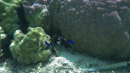 Sous l eau - Huahine - Copyright : See Otherwise 2012 - 2025
