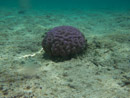 Sous l eau - Huahine - Copyright : See Otherwise 2012 - 2025
