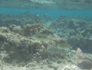 Sous l eau - Huahine - Copyright : See Otherwise 2012 - 2025
