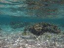 Sous l eau - Huahine - Copyright : See Otherwise 2012 - 2024