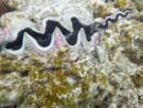 Sous l eau - Manihi - Copyright : See Otherwise 2012 - 2026