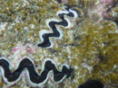 Sous l eau - Manihi - Copyright : See Otherwise 2012 - 2026