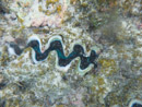 Sous l eau - Manihi - Copyright : See Otherwise 2012 - 2025