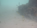 Sous l eau - Manihi - Copyright : See Otherwise 2012 - 2026