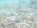 Sous l eau - Manihi - Copyright : See Otherwise 2012 - 2025