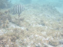 IMGP1926.jpg Sous l eau - Manihi - Copyright : See Otherwise 2012 - 2025