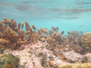 Sous l eau - Manihi - Copyright : See Otherwise 2012 - 2026