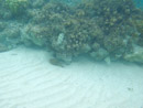 Sous l eau - Manihi - Copyright : See Otherwise 2012 - 2026
