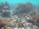 IMGP2012.jpg Sous l eau - Manihi - Copyright : See Otherwise 2012 - 2026