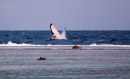 Sous l eau - Maupiti - Copyright : See Otherwise 2012 - 2026