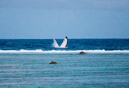 Sous l eau - Maupiti - Copyright : See Otherwise 2012 - 2026