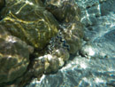 Sous l eau - Maupiti - Copyright : See Otherwise 2012 - 2026