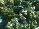 Sous l eau - Maupiti - Copyright : See Otherwise 2012 - 2026