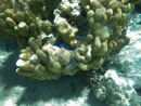Sous l eau - Maupiti - Copyright : See Otherwise 2012 - 2026