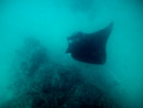 Sous l eau - Maupiti - Copyright : See Otherwise 2012 - 2026