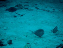 Sous l eau - Maupiti - Copyright : See Otherwise 2012 - 2026