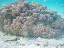 Sous l eau - Maupiti - Copyright : See Otherwise 2012 - 2026