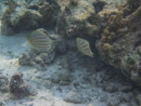 Sous l eau - Maupiti - Copyright : See Otherwise 2012 - 2026