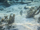 Sous l eau - Maupiti - Copyright : See Otherwise 2012 - 2026
