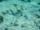 Sous l eau - Maupiti - Copyright : See Otherwise 2012 - 2026