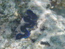 Sous l eau - Maupiti - Copyright : See Otherwise 2012 - 2026