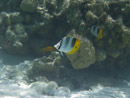 Sous l eau - Maupiti - Copyright : See Otherwise 2012 - 2026