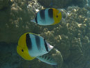 Sous l eau - Maupiti - Copyright : See Otherwise 2012 - 2026