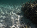 Sous l eau - Maupiti - Copyright : See Otherwise 2012 - 2026