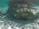 Sous l eau - Maupiti - Copyright : See Otherwise 2012 - 2026