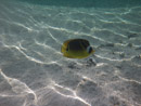 Sous l eau - Maupiti - Copyright : See Otherwise 2012 - 2026