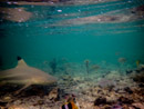 Sous l eau - Maupiti - Copyright : See Otherwise 2012 - 2026
