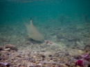 Sous l eau - Maupiti - Copyright : See Otherwise 2012 - 2026