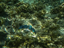 Sous l eau - Maupiti - Copyright : See Otherwise 2012 - 2026