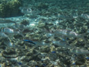 Sous l eau - Maupiti - Copyright : See Otherwise 2012 - 2026